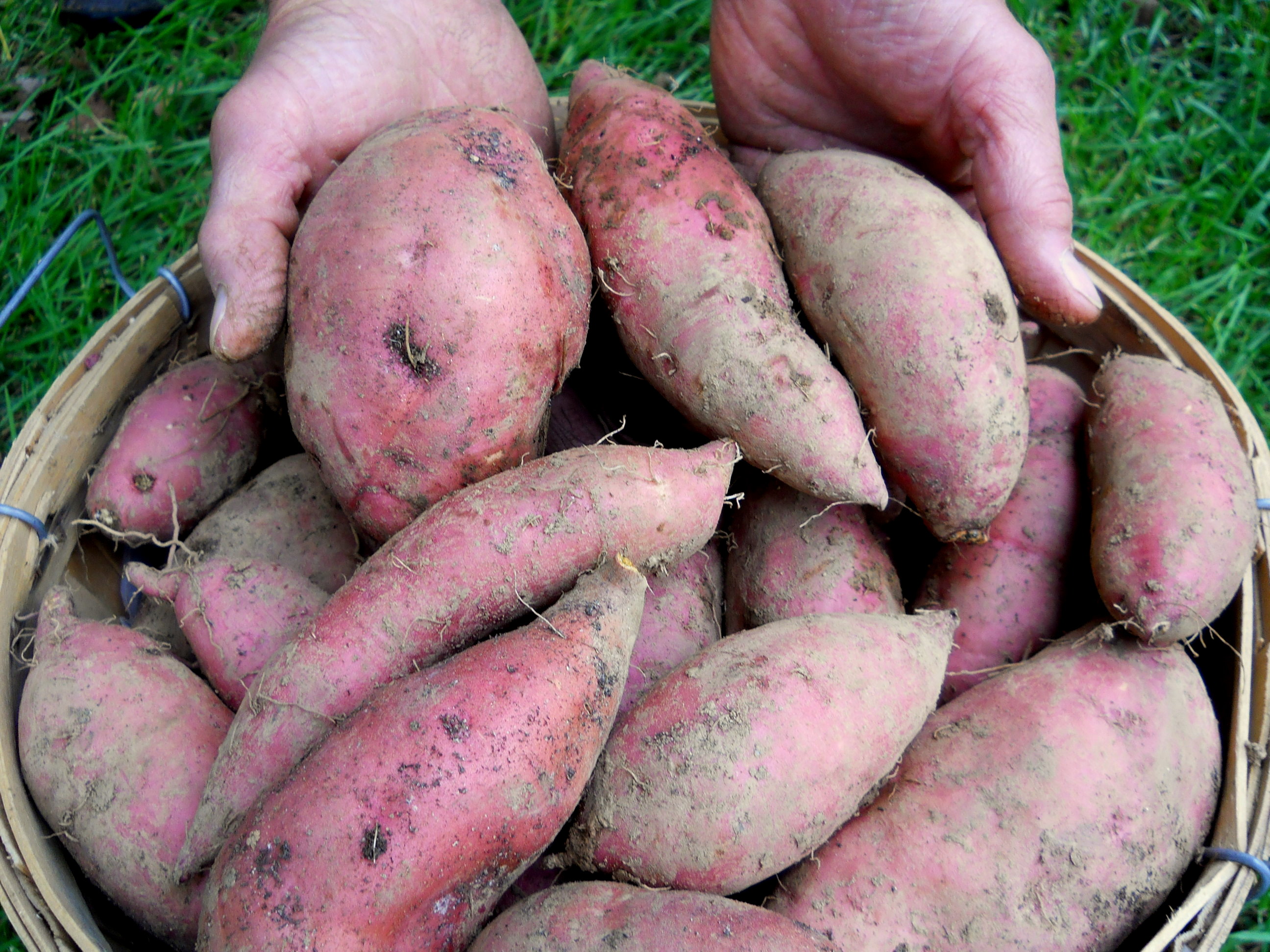 Sweet Potatoes—Delicious, Nutritious - Farm Happenings at Strawberry