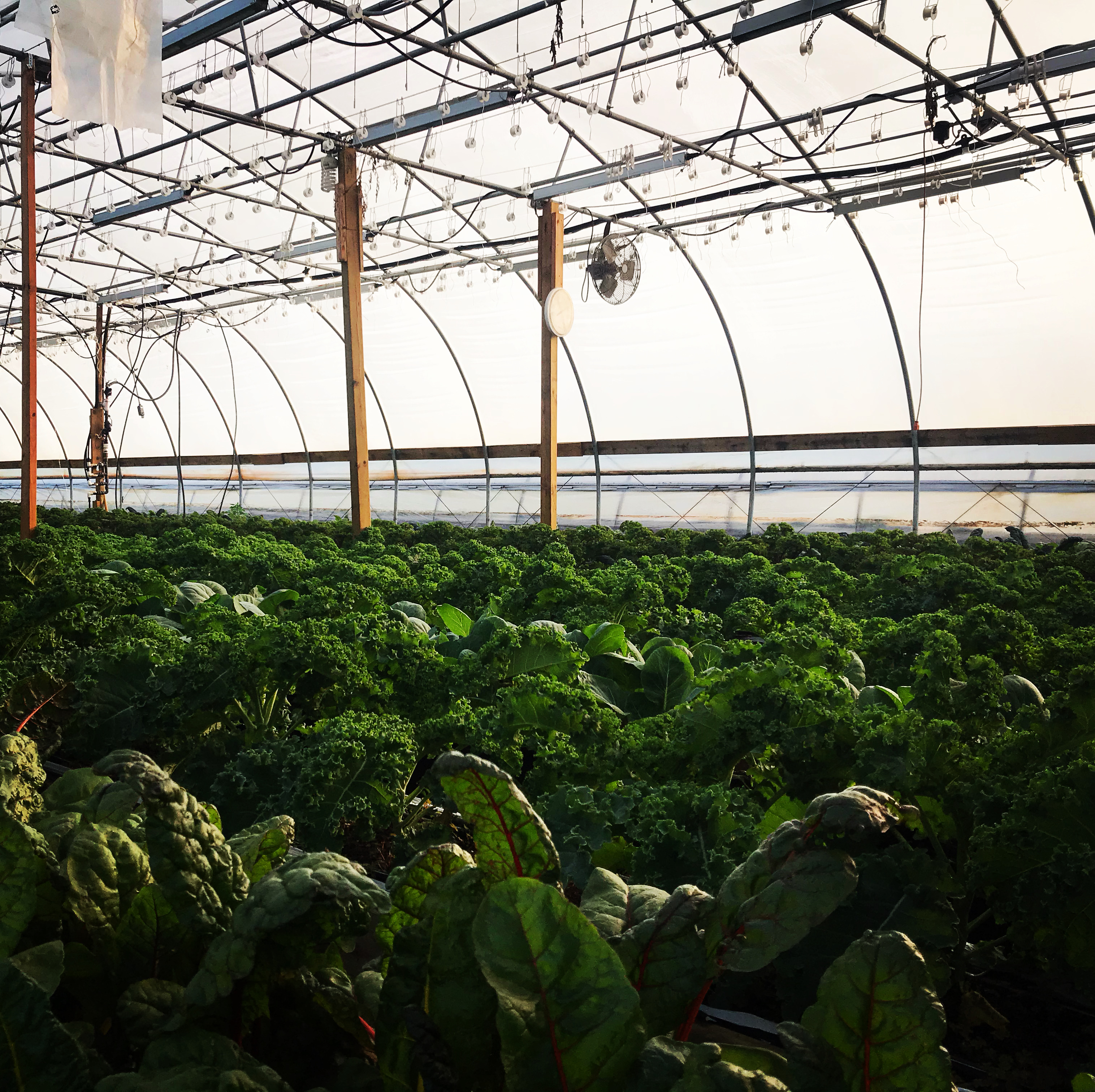 First Frost Farm Happenings at Crisp Country Acres Harvie