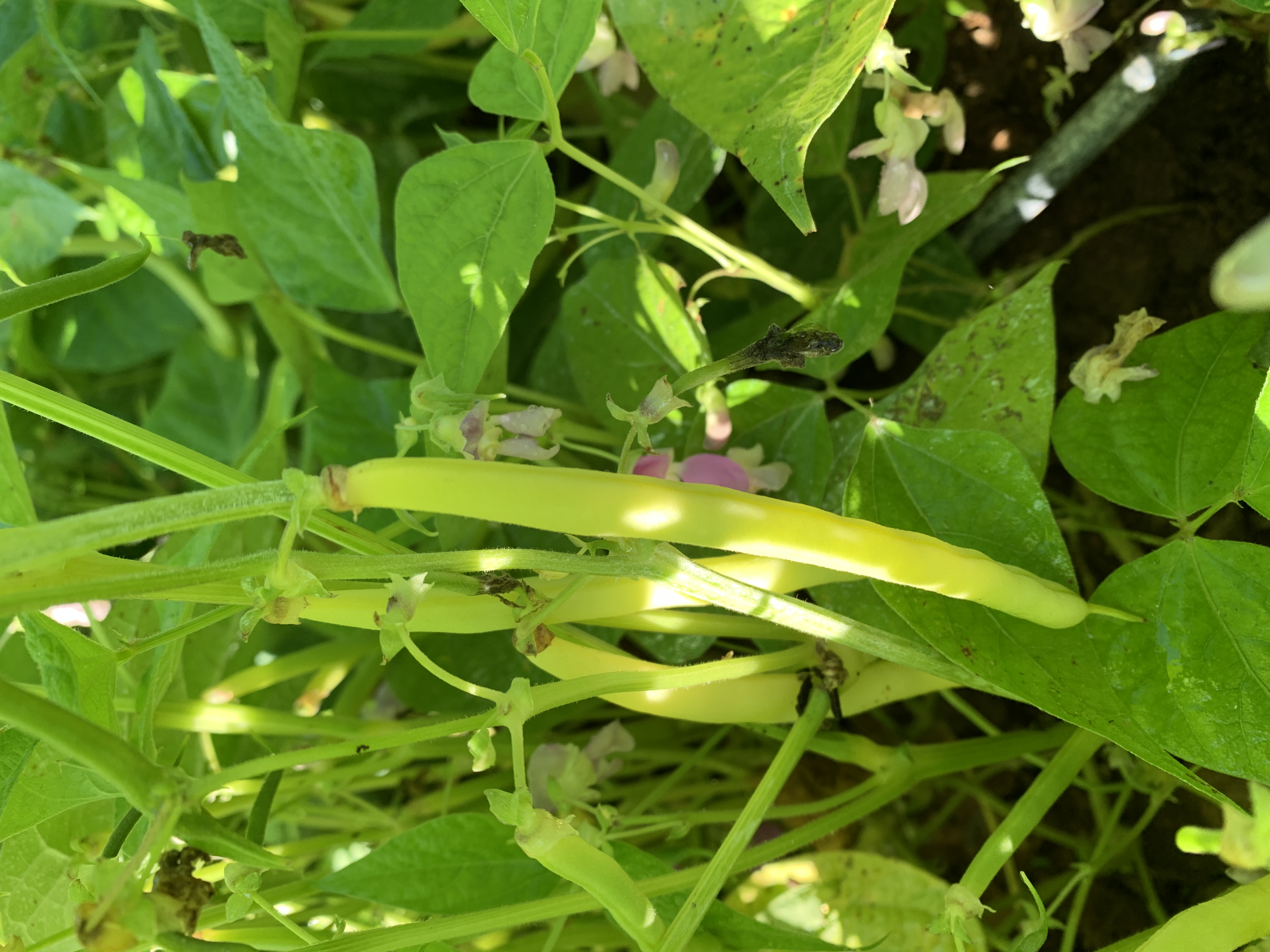 Farm Happenings for October 6, 2020 Farm Happenings at Oak Spring