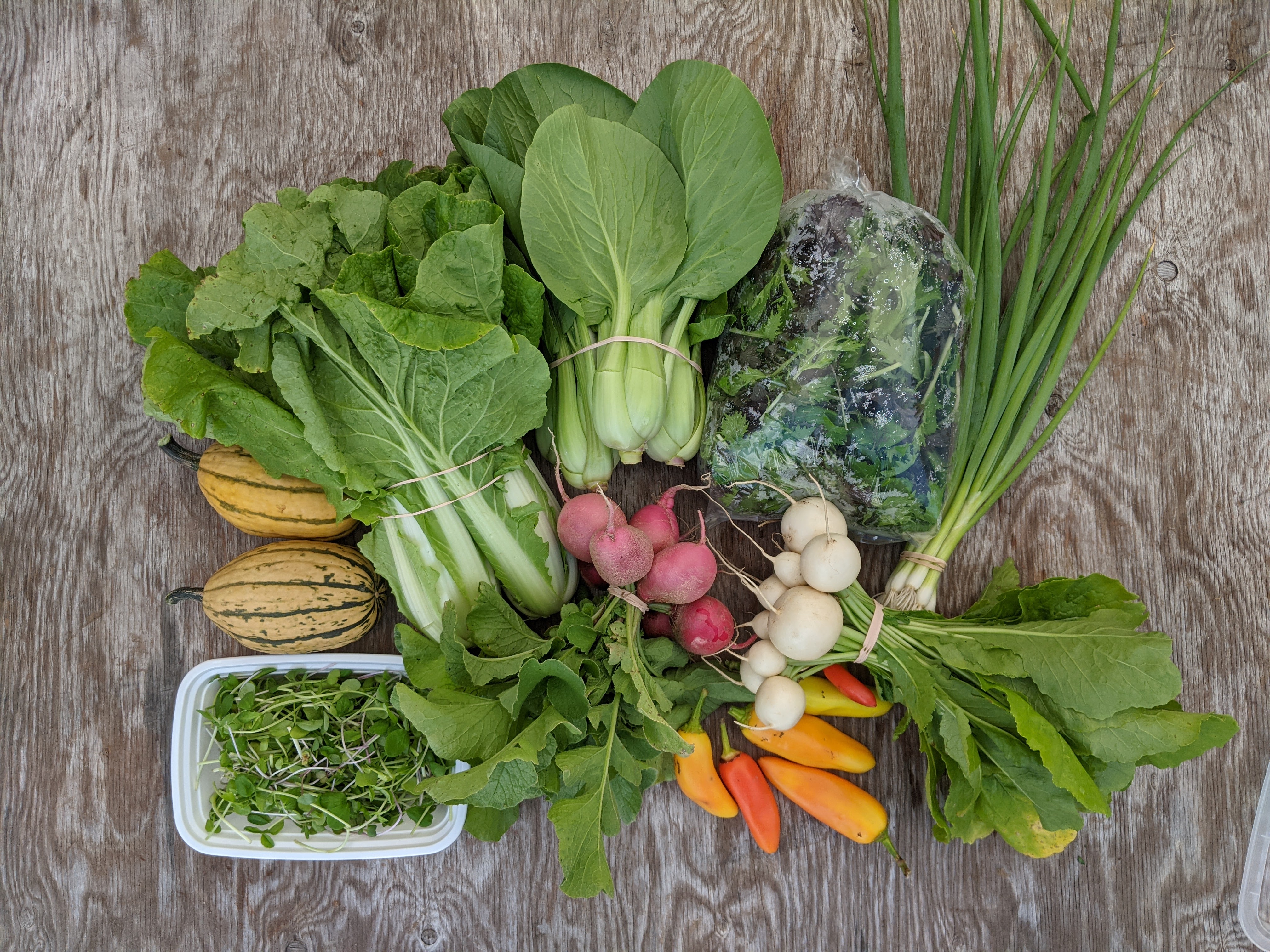 Fields of Greens Farm Happenings at River Queen Greens Harvie