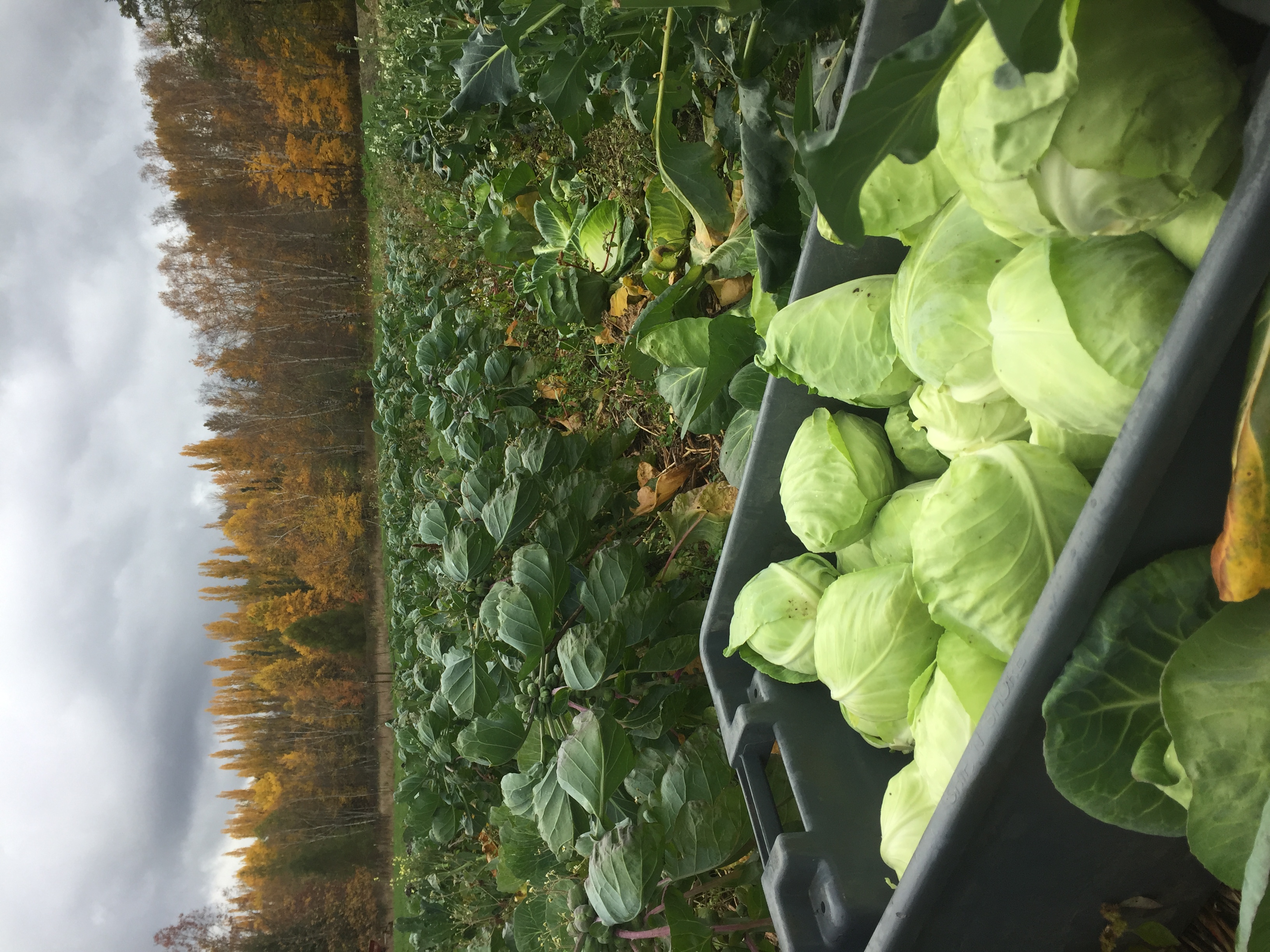 Farm Happenings for November 24, 2020 - Farm Happenings at Cedarville ...