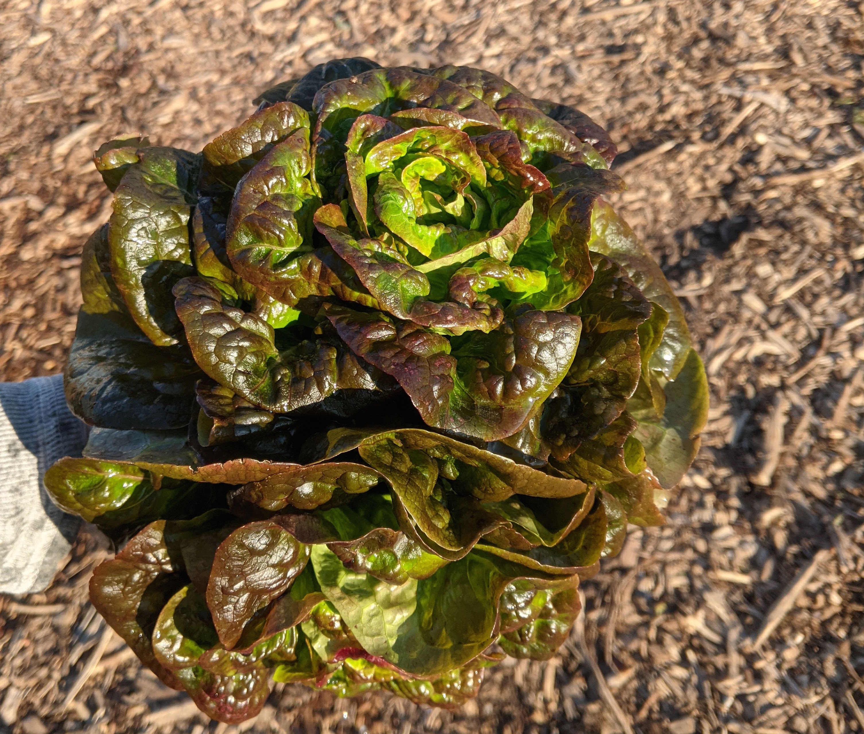 Brr, What Happened to Spring? - Farm Happenings at River Queen Greens ...