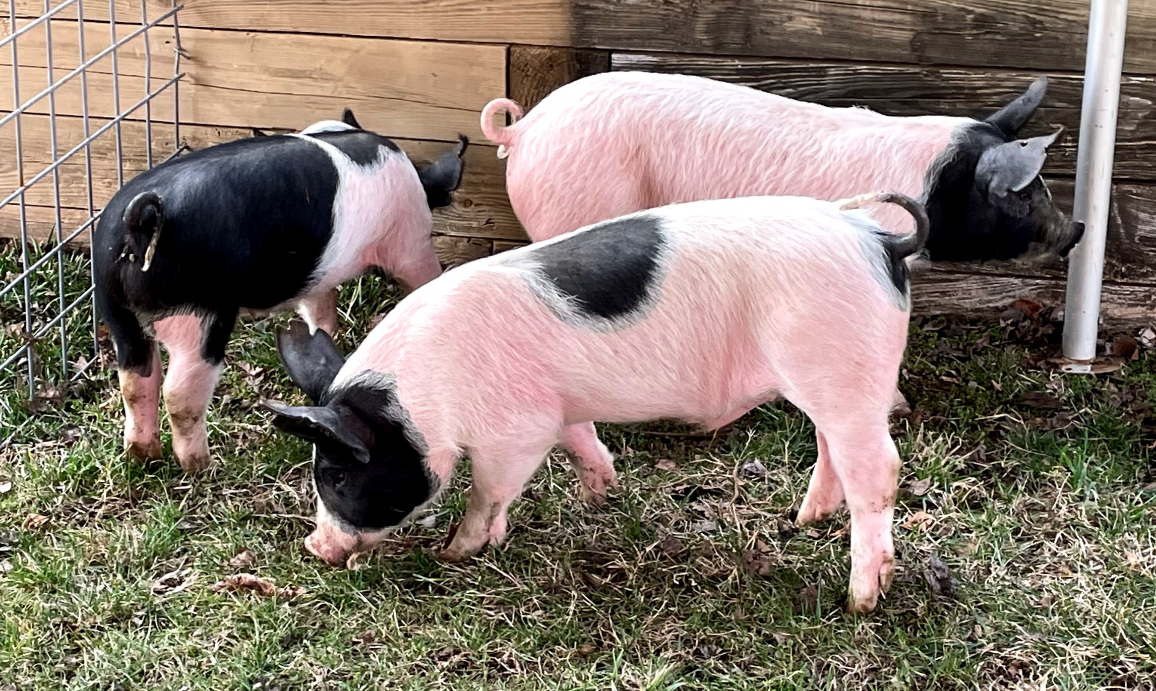 Winter Grocery Share Week 7 Farm Happenings at Alstede Farms Harvie