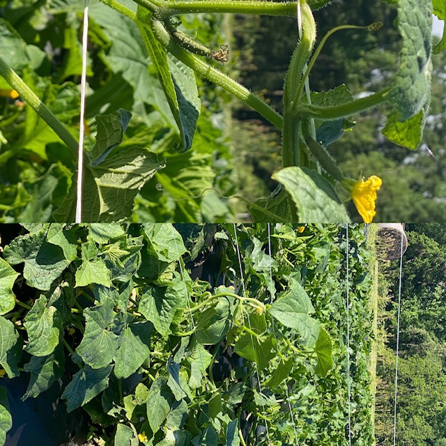 April Rise Farm Farm Happenings for April 29, 2021 - Farm Happenings at Covey Rise ...
