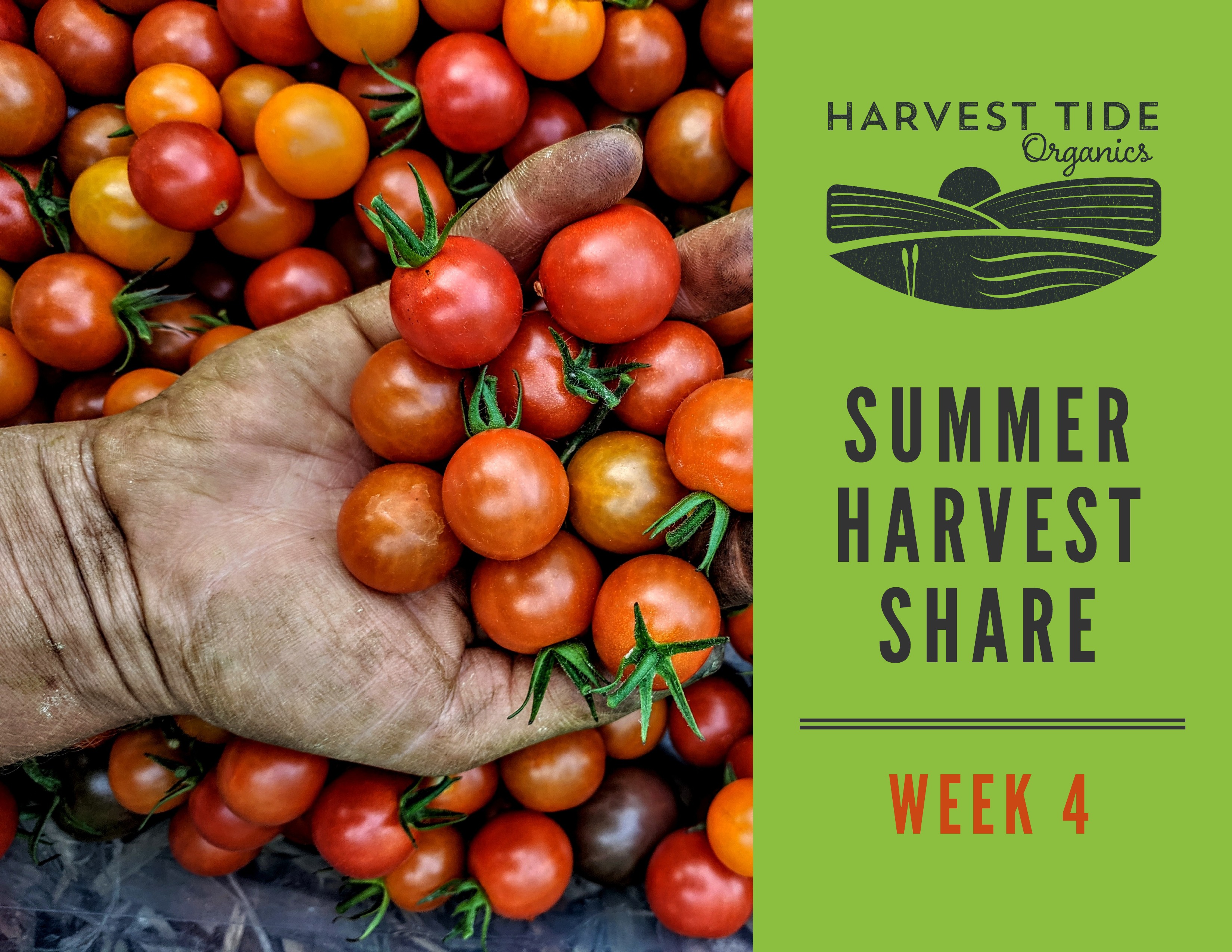 Summer Harvest Share Week 4 Farm Happenings at Harvest Tide