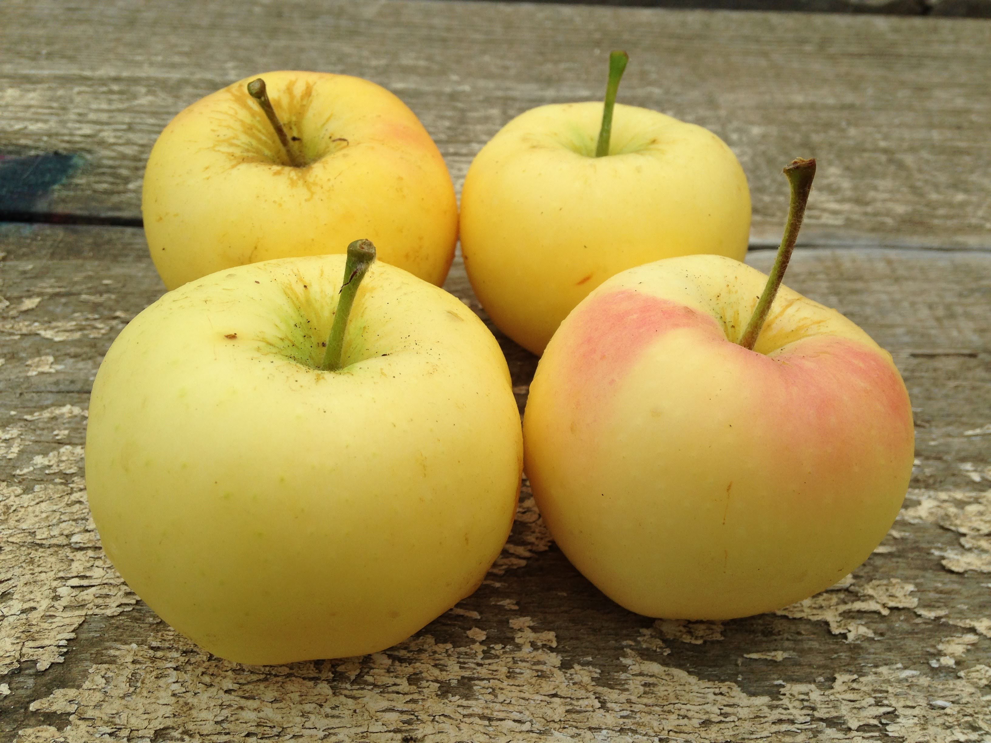 Farm News July 31, 2021 Farm Happenings at Fifth Crow Farm Harvie