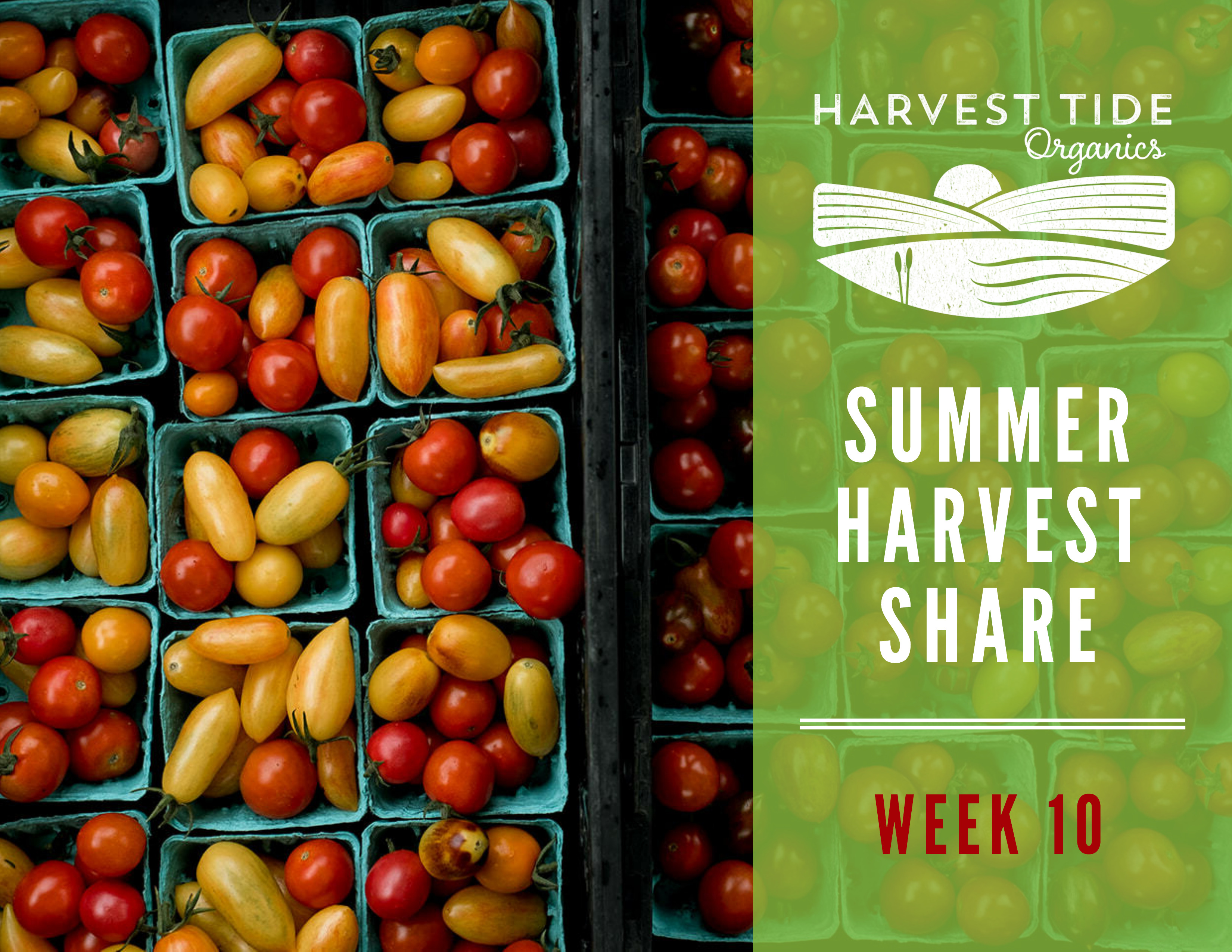 Summer Harvest Share Week 10 Farm Happenings at Harvest Tide