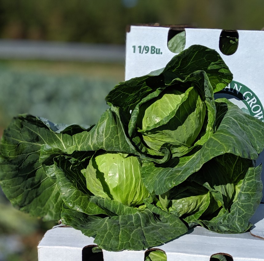 Frost is coming! Bok choy, cabbage, red radishes Farm Happenings at