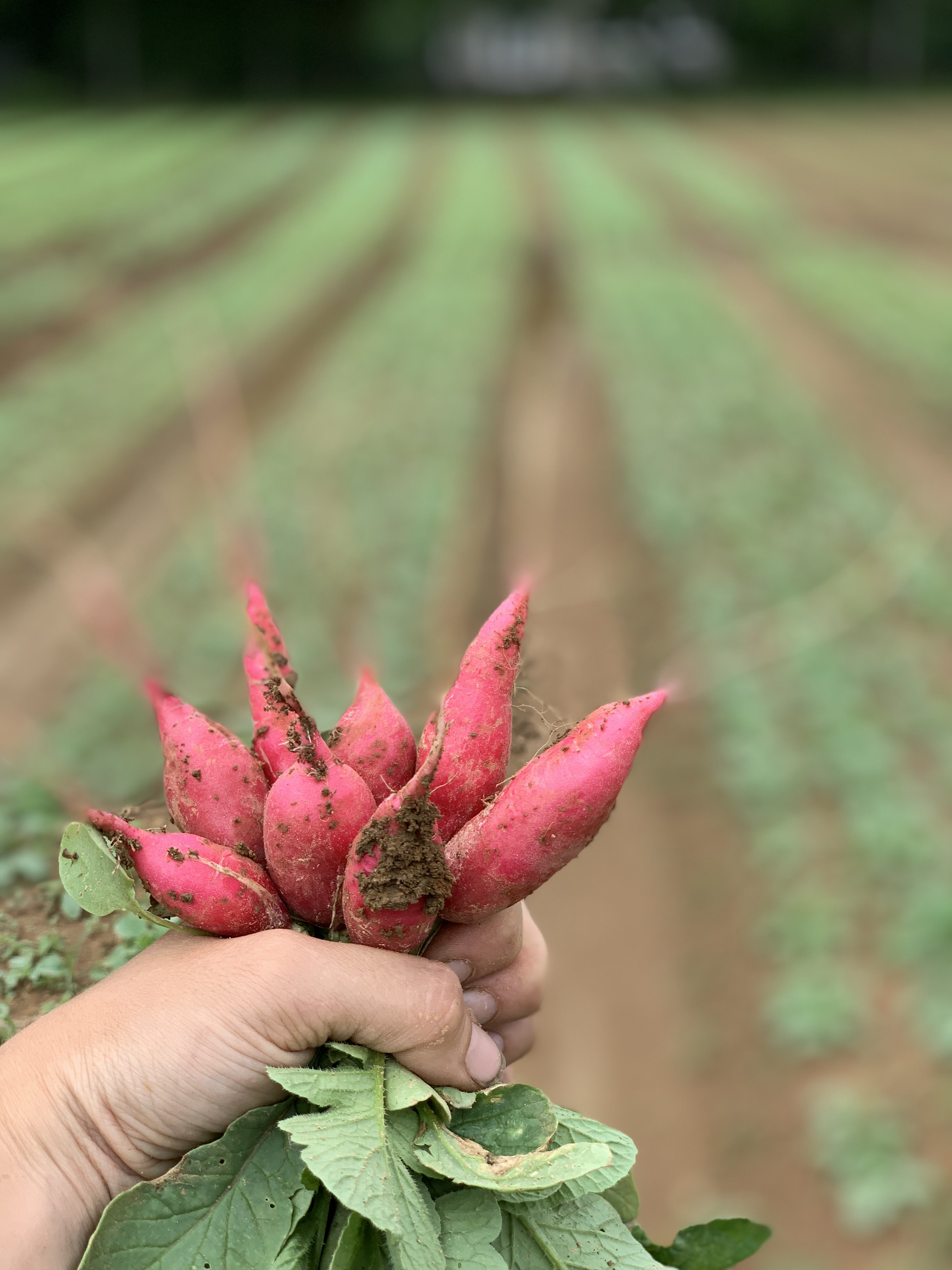 Week 5 Grocery Shares Are Ready to Customize! Farm Happenings at