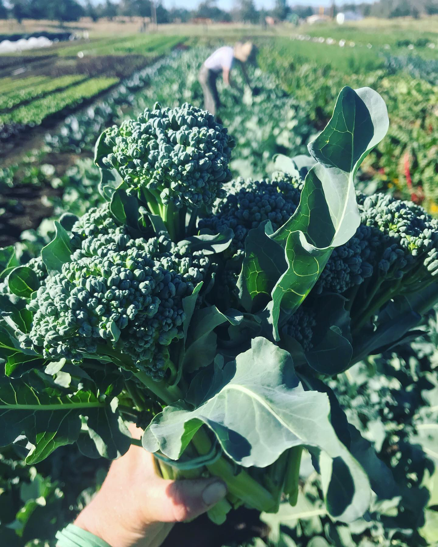The veggie variety has arrived - Farm Happenings at Sungrounded Farm ...
