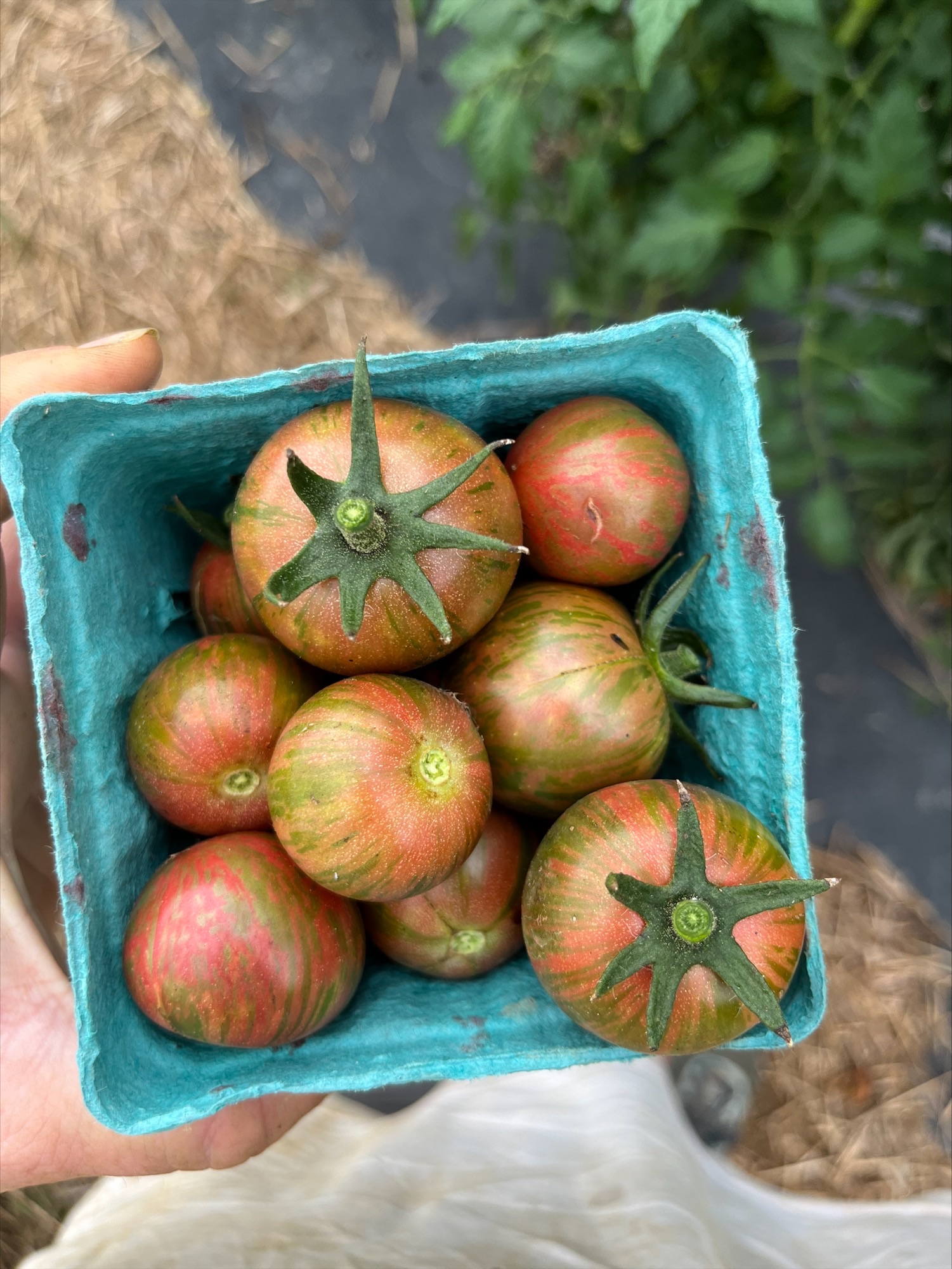 Farm Happenings August 5th 2022 Farm Happenings At Dickinson College