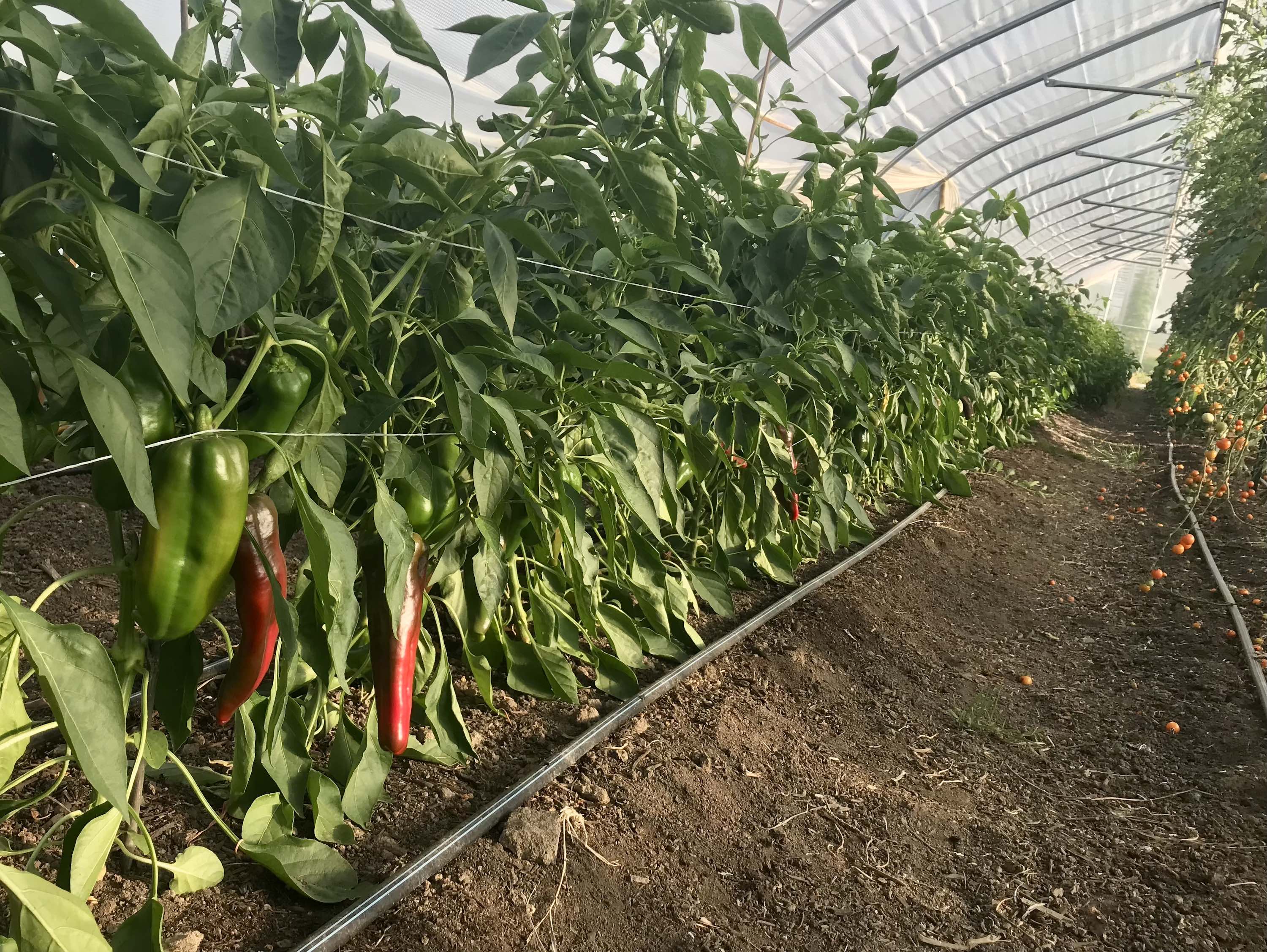 September brings Peppers and Strawberries! Farm Happenings at