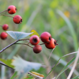 hawthorn berry benefits