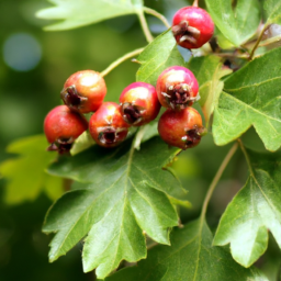 hawthorn berry capsules walmart