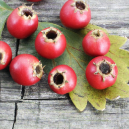 hawthorn berry benefits