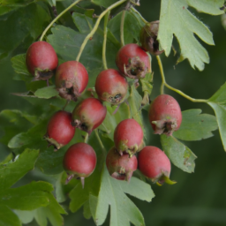 hawthorn berry capsules benefits