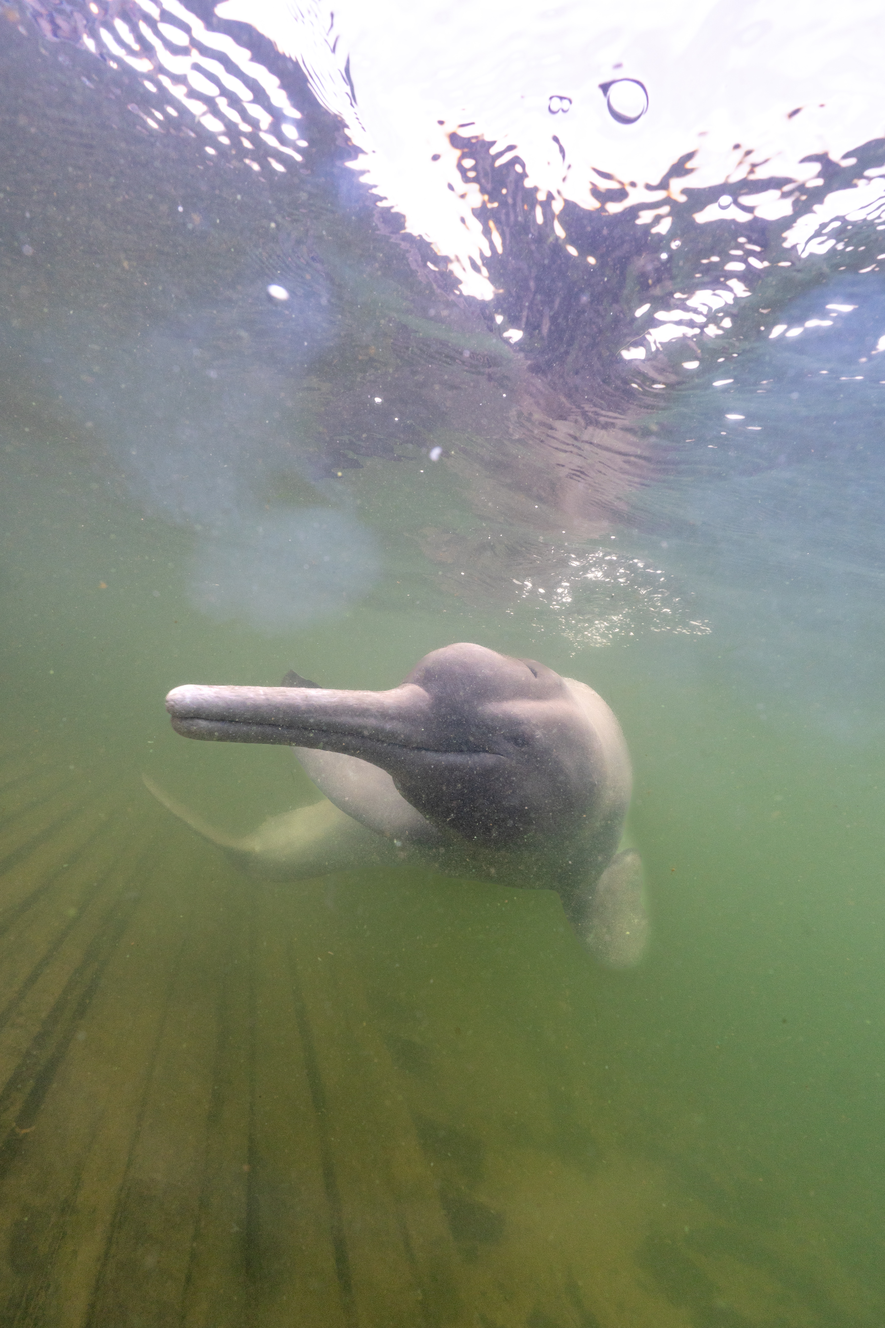 Sunlight on the Amazon: An Embodied & Enchanted COP