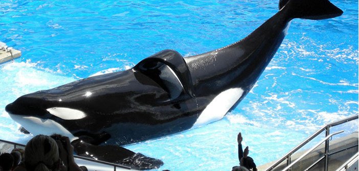 Tilikum - HeadStuff.org