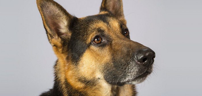 German Shepherd - HeadStuff.org