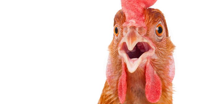Chicken - HeadStuff.org