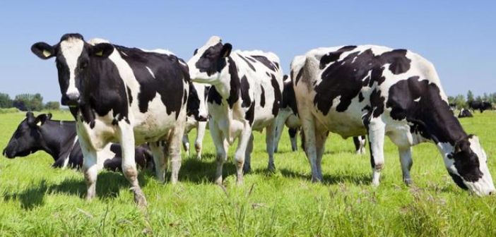 Cows - HeadStuff.org