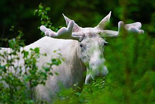 White Moose - headstuff.org