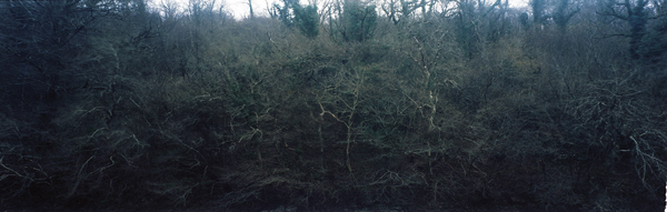 ophelia