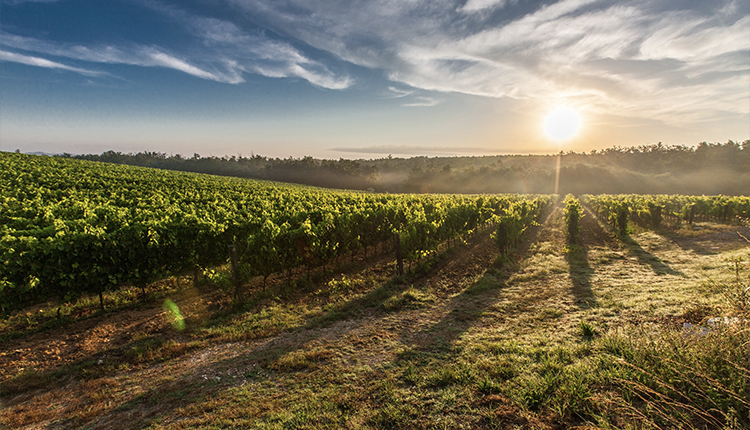 An Introduction to Sauvignon Blanc Vineyard - Headstuff.org