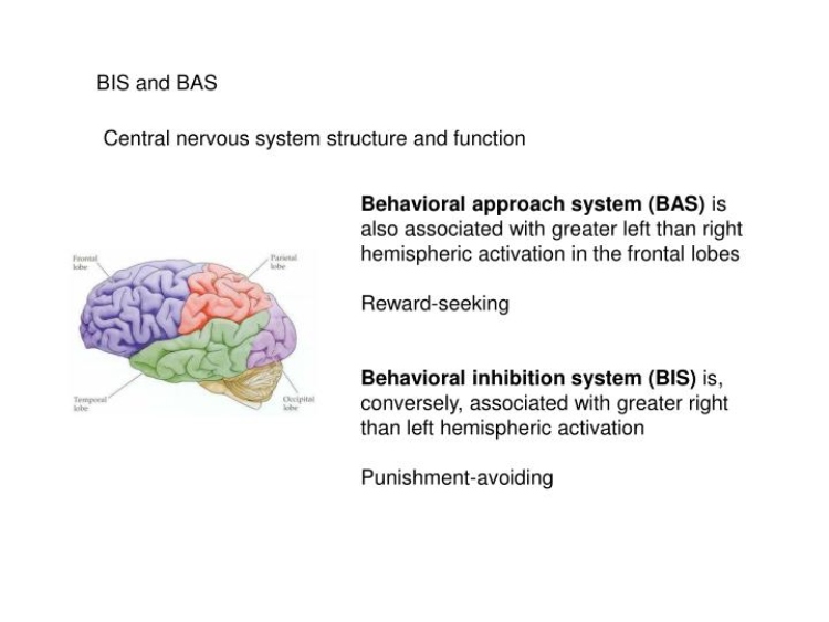 What does left brain dominant mean?