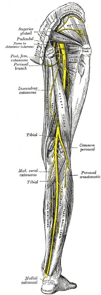 cramp in buttock pain in leg and arm