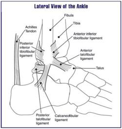 calcaneal reflex