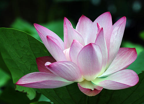 Memory - Wikipedia, the free encyclopedia
