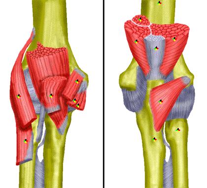 Muscles Of Elbow