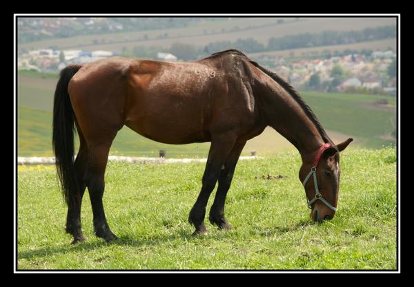 Horse In House