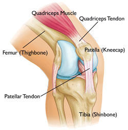 tendon reflex