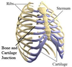 rib cage bone