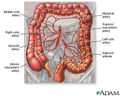 Appendices Epiploicae