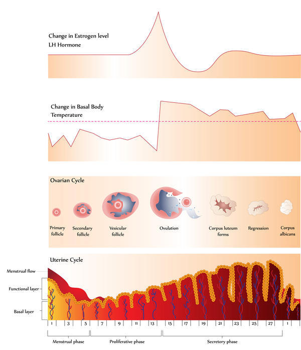 menstrual cycle blood
