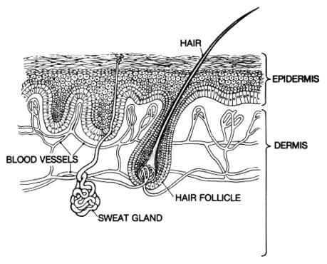Tummy Reduction