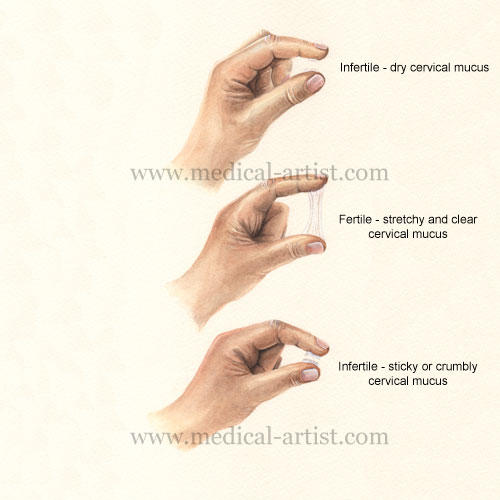 Cervical Mucus Stages