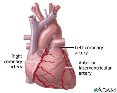 Artery Names