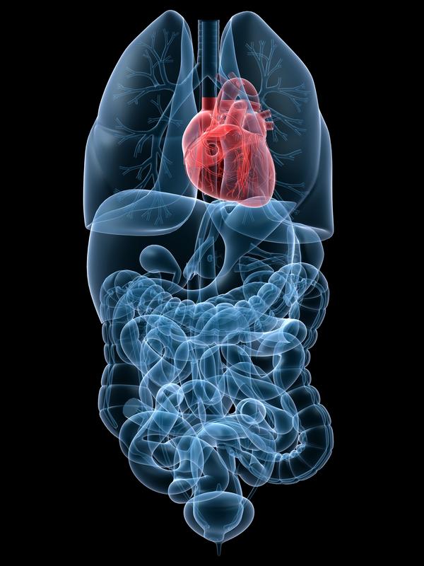Heart Lungs Stomach