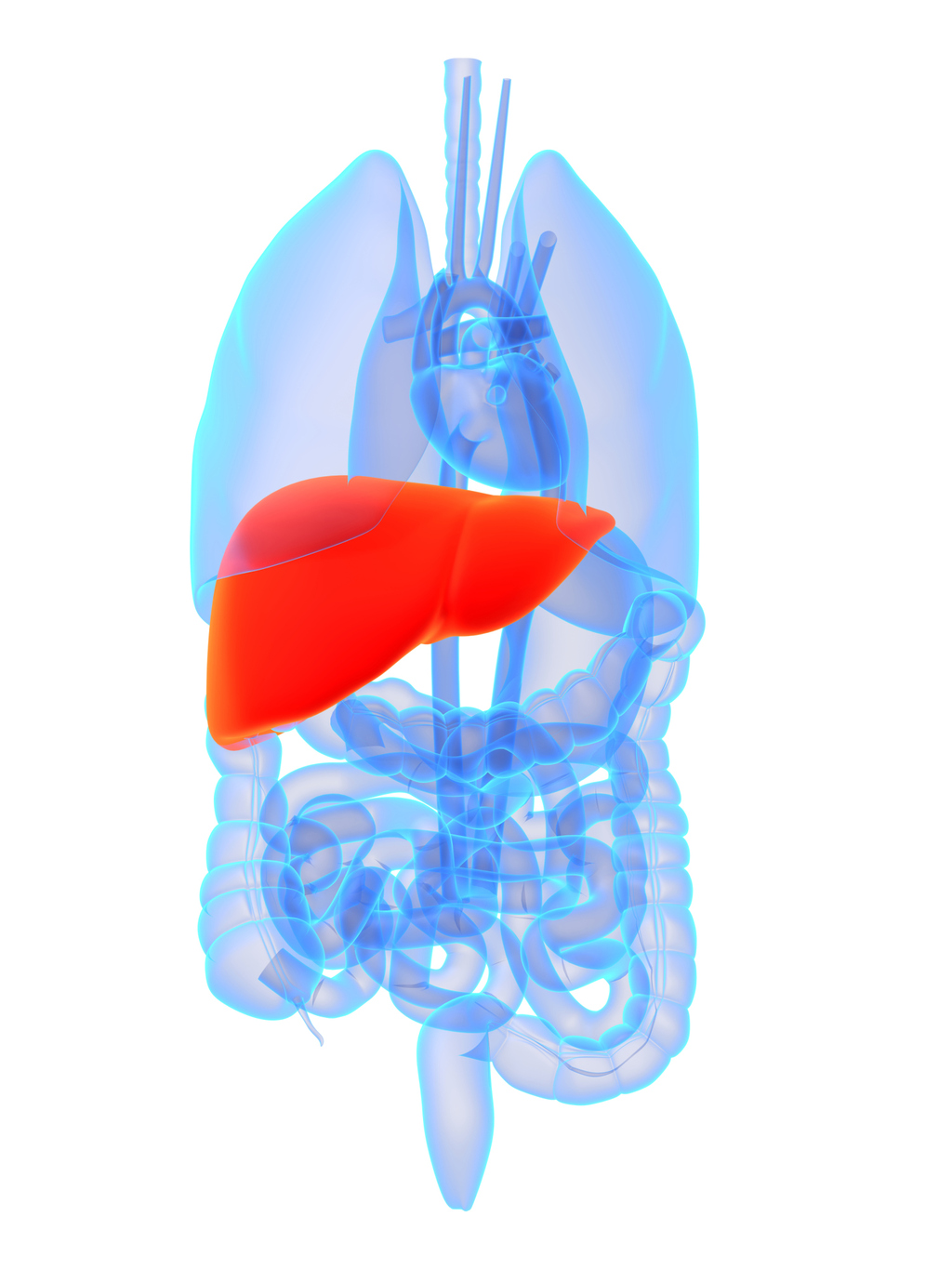 Liver scarring Answers on HealthTap