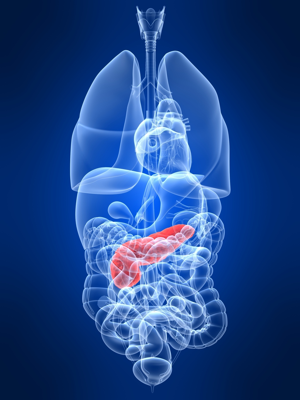 questions pancreas University based program for diagnosis, treatment and surgery for pancreatic cancer possible questions for your physician. questions pancreas University based program for diagnosis, treatment and surgery for pancreatic cancer possible questions for your physician.
