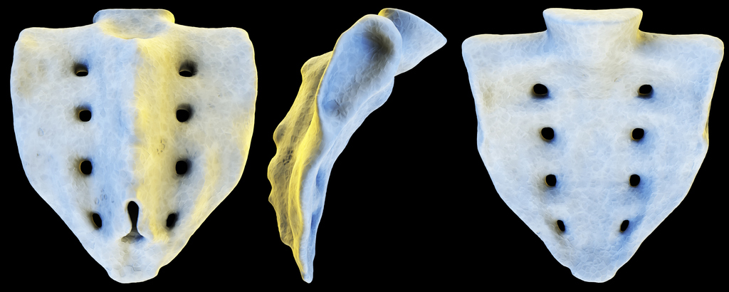 Sacrum - Answers on HealthTap