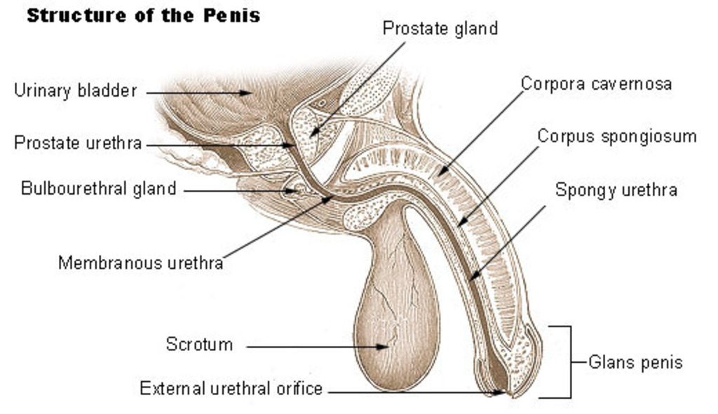 Burning pain in urethra after urination