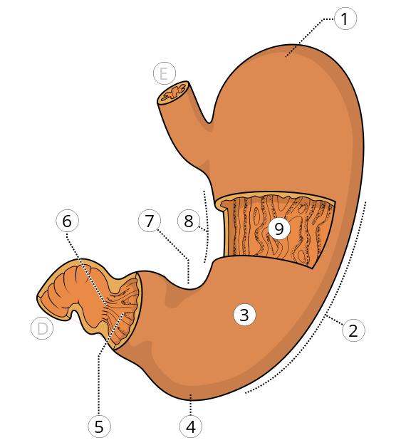 Gastritis Endoscopy
