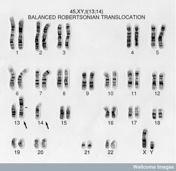 How Many Chromosomes