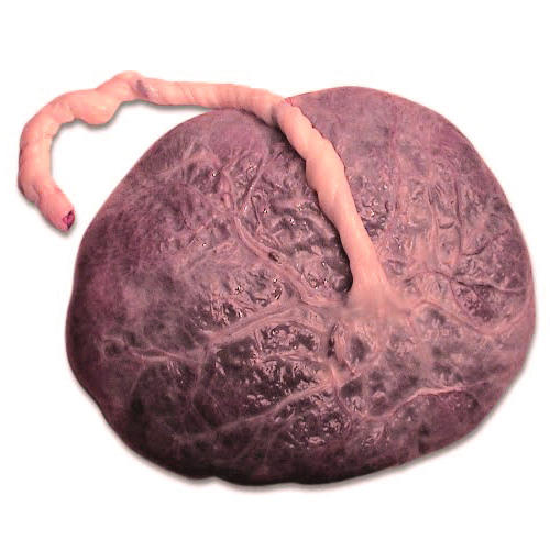 Placenta After Birth
