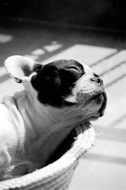 ringworm shoo for dogs best cure for ringworm in dogs ringworm shoo for dogs best cure for ringworm in dogs